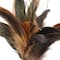 Natural Brown Peacock Feather Pick by Ashland&#xAE;